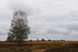 Ginkel bij N224