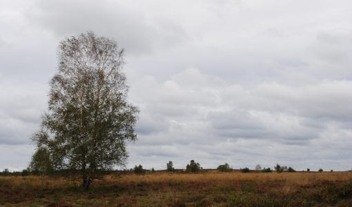 Ginkel bij N224