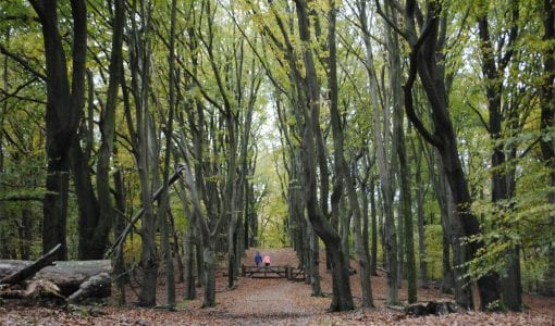 Wandelpad landgoed Heuven