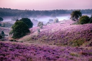 Paarse heide foto congres 2021