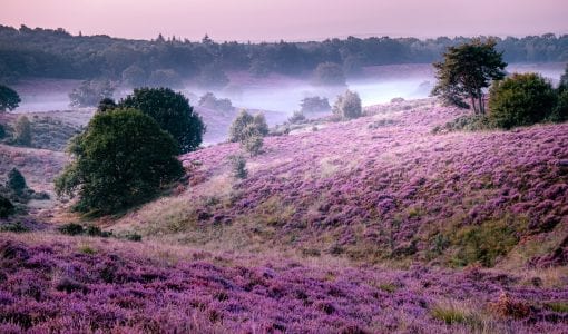 Paarse heide foto congres 2021