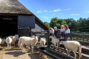 Schaapskooi met bezoekers