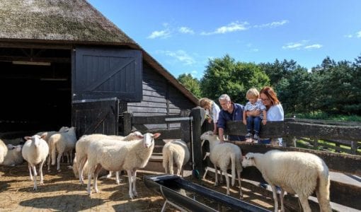 Schaapskooi met bezoekers